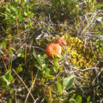Fungo islandese