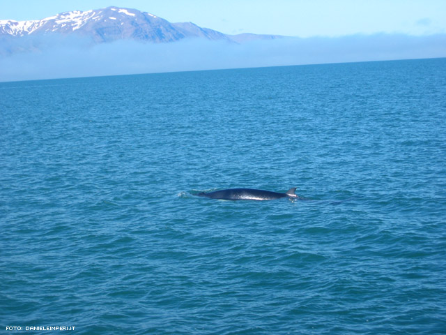 La balena!