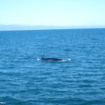 La balena!