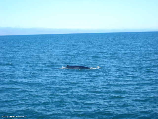 La balena!