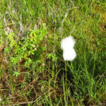 Il fiore di cotone
