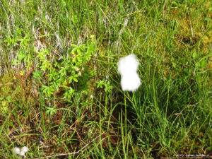 Il fiore di cotone