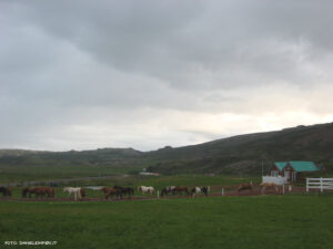 Cavalli islandesi