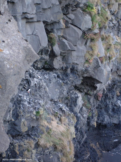 Le pulcinelle di mare...