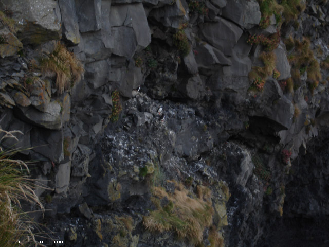 dette anche puffins...