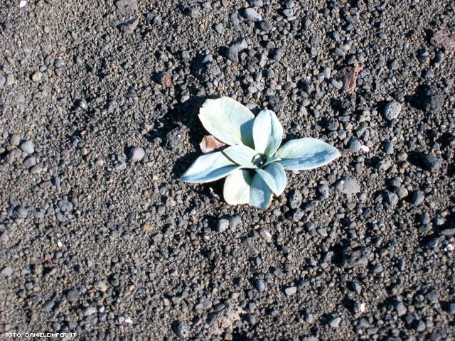 Una pianta da spiaggia