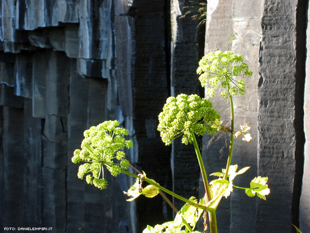 Particolare dei fiori