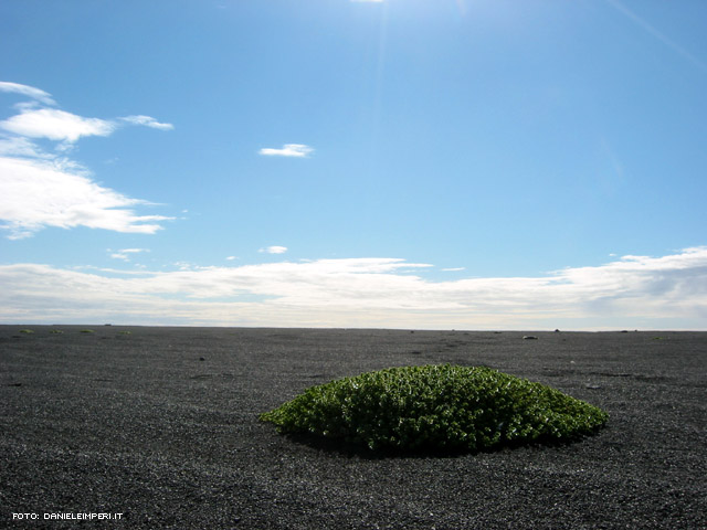 Natura viva e vegeta