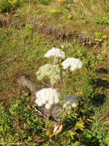 Fiori d'Islanda